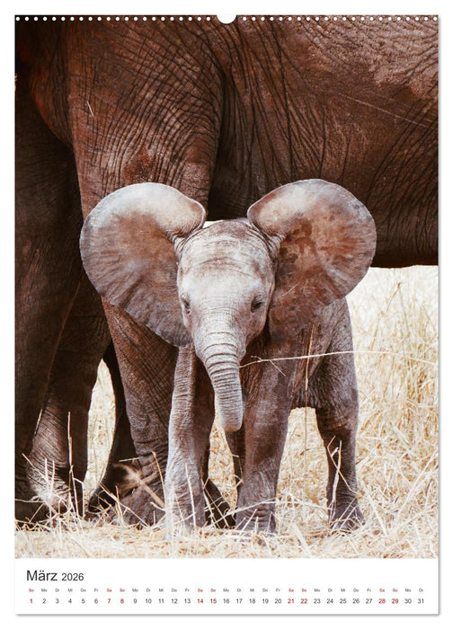 Elefanten - Die Herzeroberer der Tierwelt. (CALVENDO Wandkalender 2026)