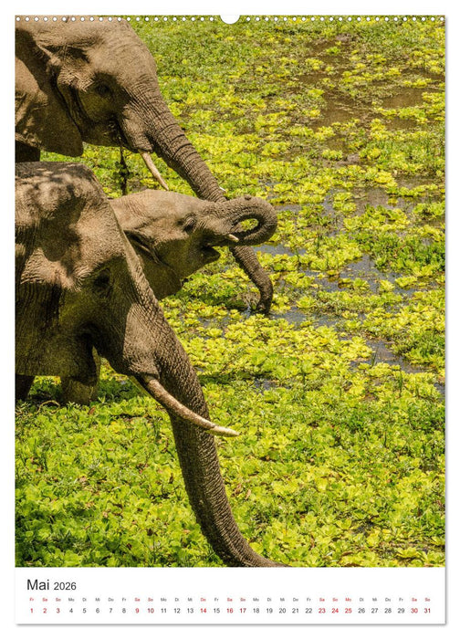 Elefanten - Die Herzeroberer der Tierwelt. (CALVENDO Wandkalender 2026)