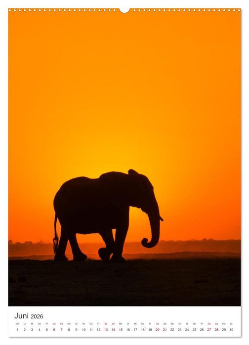 Elefanten - Die Herzeroberer der Tierwelt. (CALVENDO Wandkalender 2026)