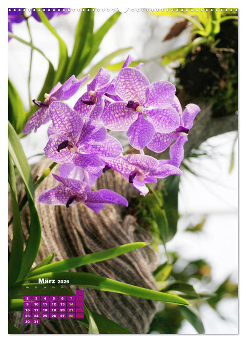Orchideenschätze (CALVENDO Premium Wandkalender 2026)
