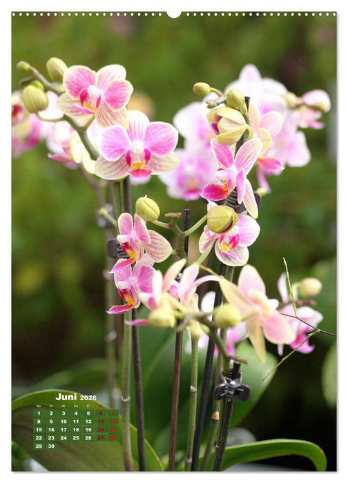 Orchideenschätze (CALVENDO Premium Wandkalender 2026)