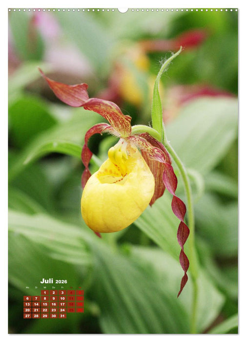 Orchideenschätze (CALVENDO Premium Wandkalender 2026)