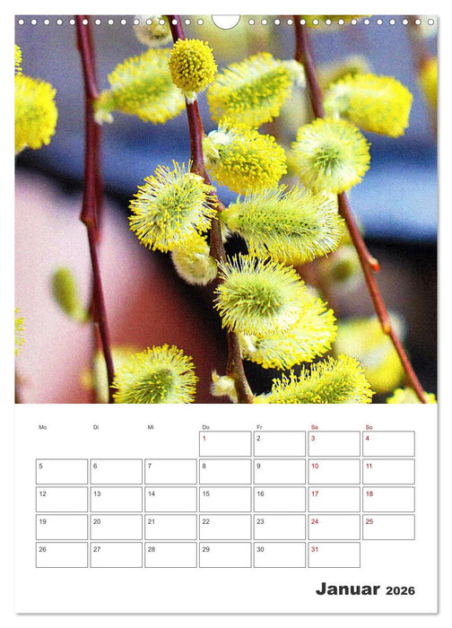 BLÜTENZAUBER (CALVENDO Wandkalender 2026)