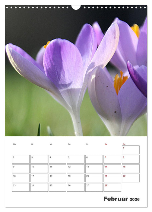 BLÜTENZAUBER (CALVENDO Wandkalender 2026)