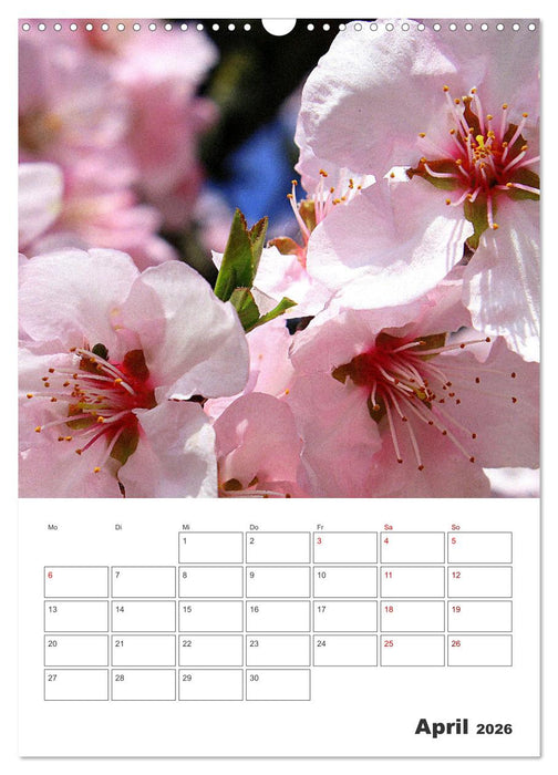 BLÜTENZAUBER (CALVENDO Wandkalender 2026)