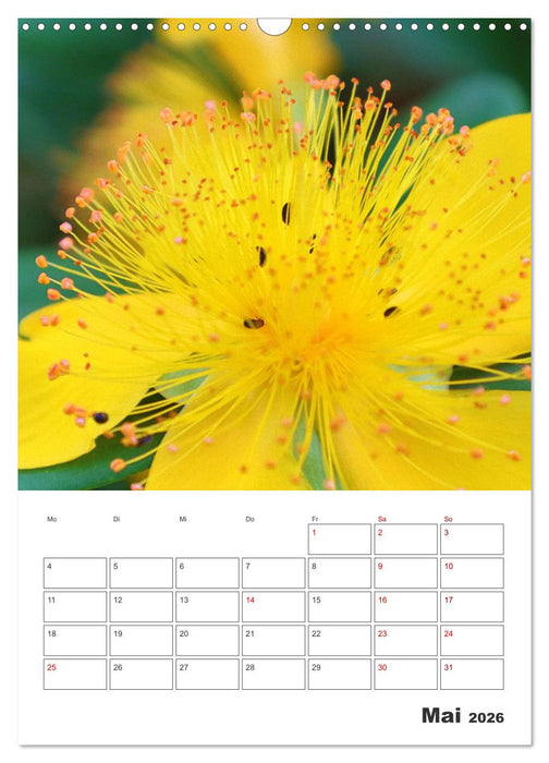 BLÜTENZAUBER (CALVENDO Wandkalender 2026)