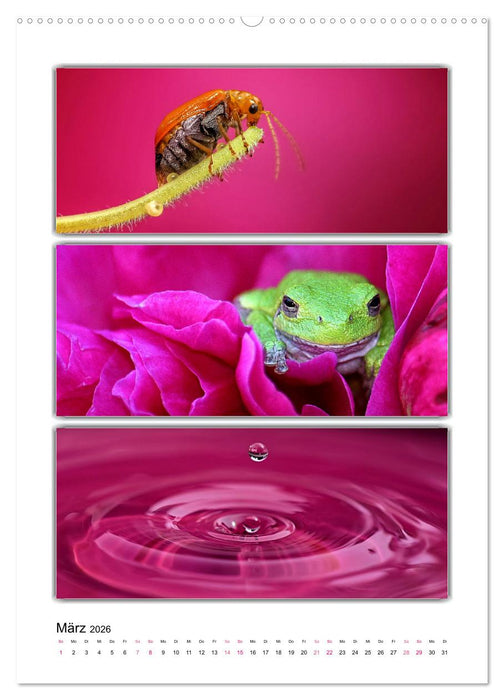 Farbsymphonien unserer Welt (CALVENDO Premium Wandkalender 2026)