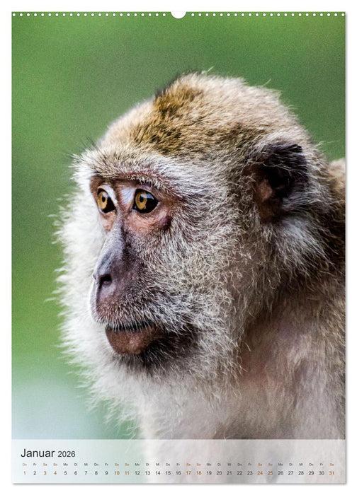 BORNEO Bedrohtes Paradies (CALVENDO Premium Wandkalender 2026)