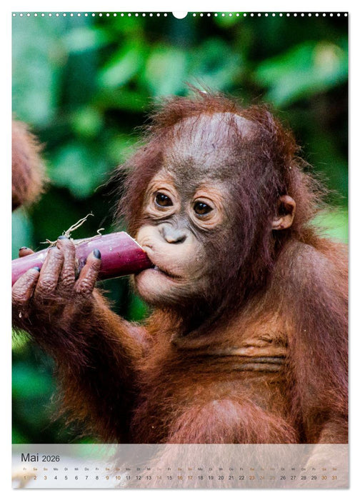 BORNEO Bedrohtes Paradies (CALVENDO Premium Wandkalender 2026)
