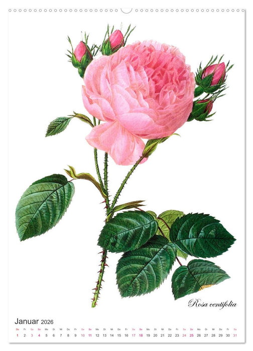Rosen-Jahr (CALVENDO Premium Wandkalender 2026)