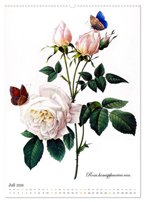 Rosen-Jahr (CALVENDO Premium Wandkalender 2026)