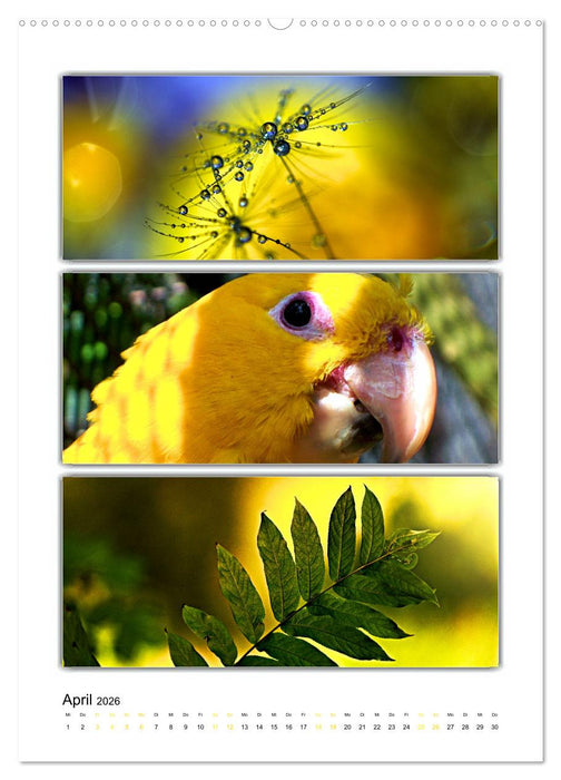 Farbsymphonien unserer Welt (CALVENDO Wandkalender 2026)