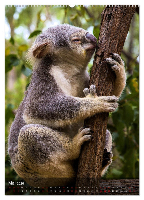 Koalas auf den Pelz gerückt (CALVENDO Wandkalender 2026)