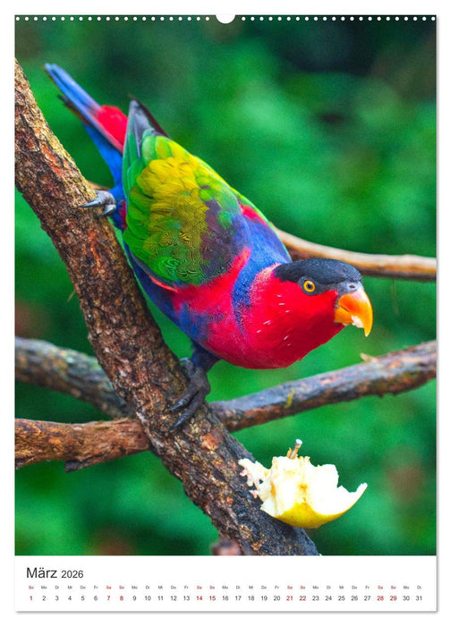 Australien - Eine unvergessliche Reise. (CALVENDO Premium Wandkalender 2026)