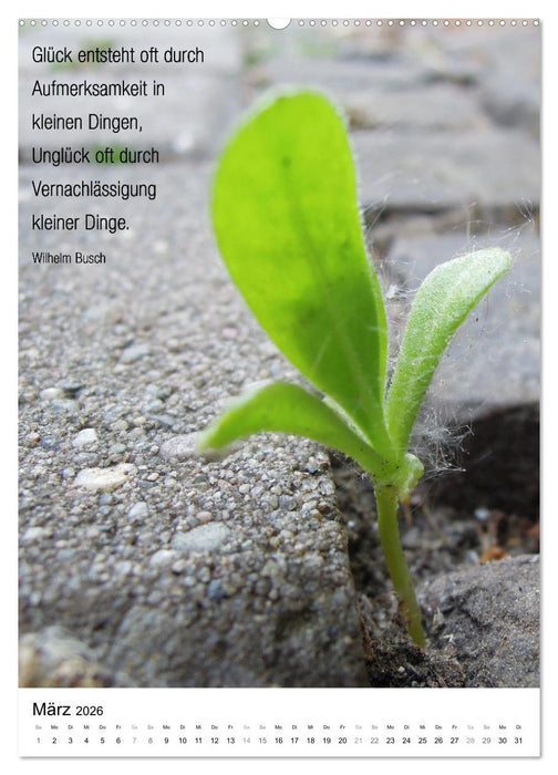 Licht Farbe Natur (CALVENDO Wandkalender 2026)