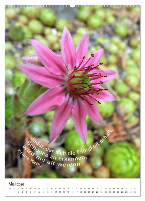 Licht Farbe Natur (CALVENDO Wandkalender 2026)