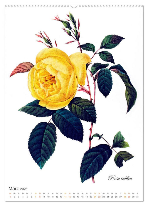Rosen-Jahr (CALVENDO Wandkalender 2026)