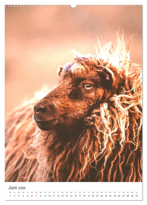 Färöer - Die Schafsinseln im Norden. (CALVENDO Premium Wandkalender 2026)