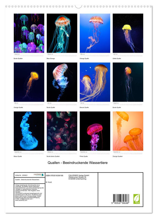 Quallen - Beeindruckende Wassertiere (CALVENDO Premium Wandkalender 2026)