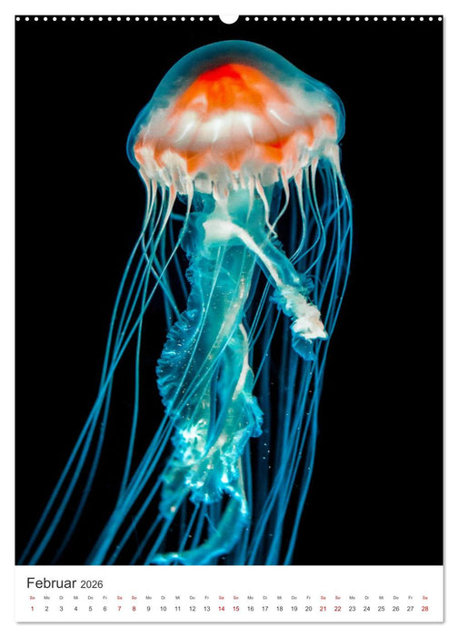 Quallen - Beeindruckende Wassertiere (CALVENDO Premium Wandkalender 2026)