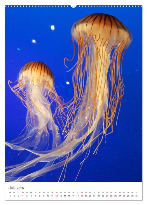 Quallen - Beeindruckende Wassertiere (CALVENDO Premium Wandkalender 2026)