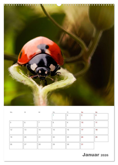 Helden in der Natur (CALVENDO Wandkalender 2026)