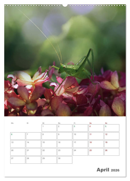 Helden in der Natur (CALVENDO Wandkalender 2026)