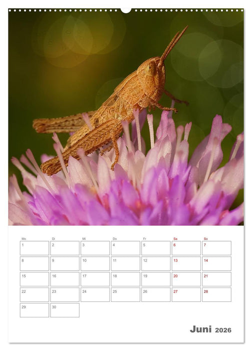 Helden in der Natur (CALVENDO Wandkalender 2026)