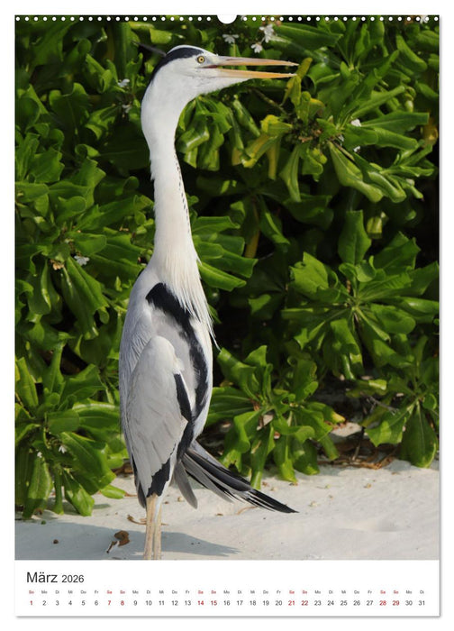 Malediven - Der Sehnsuchtsort schlechthin. (CALVENDO Wandkalender 2026)