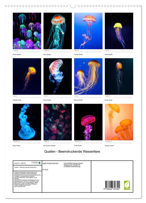 Quallen - Beeindruckende Wassertiere (CALVENDO Wandkalender 2026)