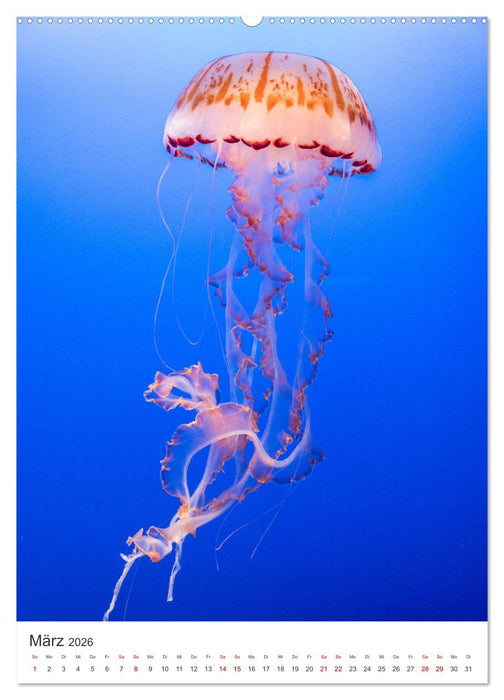 Quallen - Beeindruckende Wassertiere (CALVENDO Wandkalender 2026)