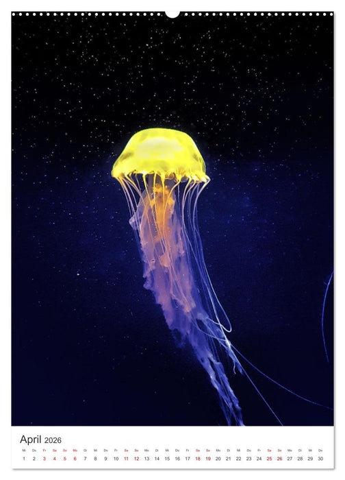 Quallen - Beeindruckende Wassertiere (CALVENDO Wandkalender 2026)