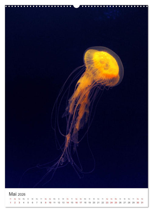 Quallen - Beeindruckende Wassertiere (CALVENDO Wandkalender 2026)