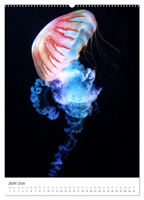 Quallen - Beeindruckende Wassertiere (CALVENDO Wandkalender 2026)