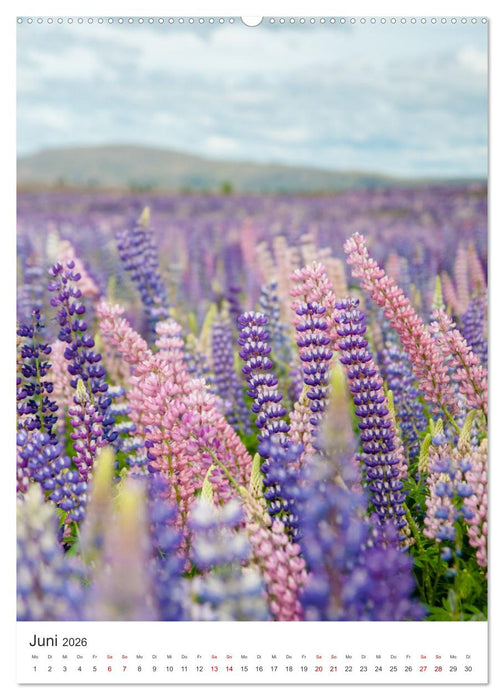 Neuseeland - Das Traumland schlechthin. (CALVENDO Wandkalender 2026)