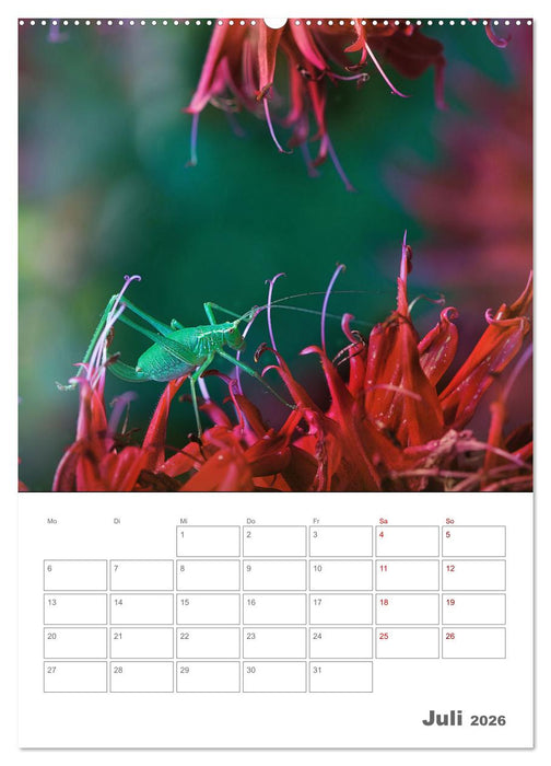 Helden in der Natur (CALVENDO Premium Wandkalender 2026)