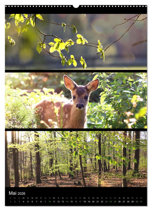Bezaubernde Farben der Natur (CALVENDO Wandkalender 2026)