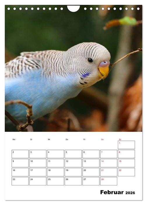 Wellensittichkalender Jubiläumsedition - 10 Jahre Wellensittichkalender! (CALVENDO Wandkalender 2026)