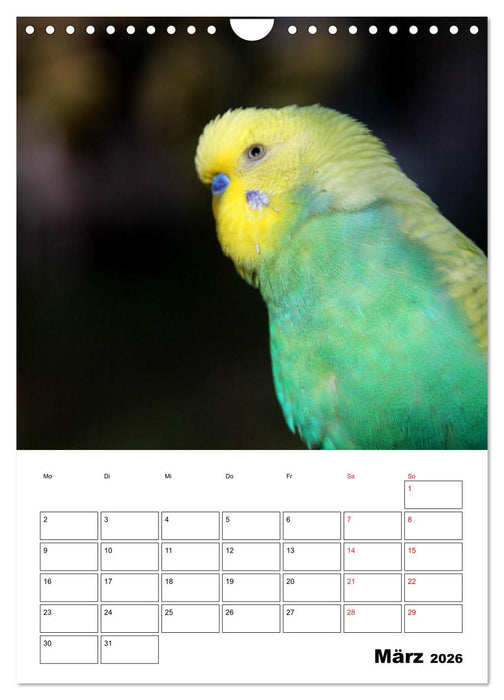 Wellensittichkalender Jubiläumsedition - 10 Jahre Wellensittichkalender! (CALVENDO Wandkalender 2026)