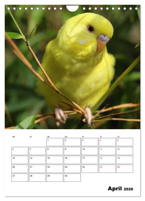 Wellensittichkalender Jubiläumsedition - 10 Jahre Wellensittichkalender! (CALVENDO Wandkalender 2026)
