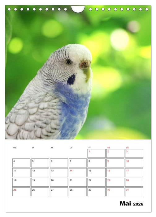 Wellensittichkalender Jubiläumsedition - 10 Jahre Wellensittichkalender! (CALVENDO Wandkalender 2026)