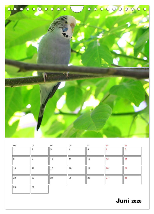 Wellensittichkalender Jubiläumsedition - 10 Jahre Wellensittichkalender! (CALVENDO Wandkalender 2026)