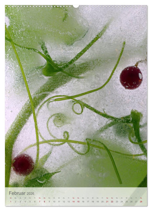 Blumen in Eis (CALVENDO Premium Wandkalender 2026)