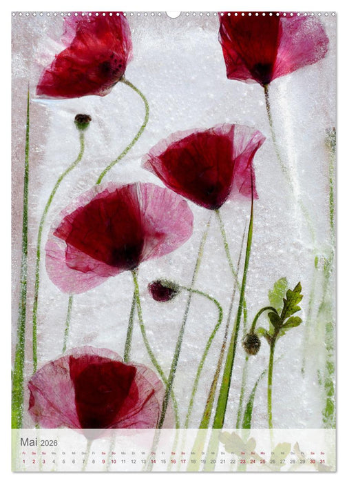 Blumen in Eis (CALVENDO Premium Wandkalender 2026)