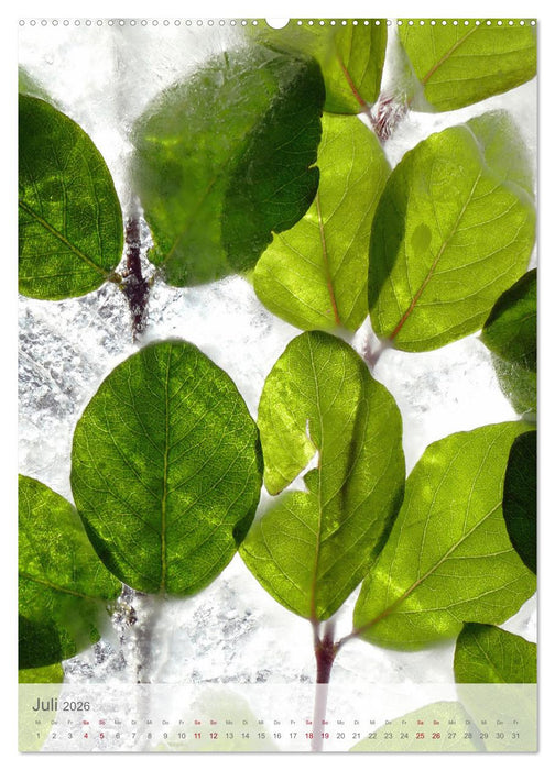 Blumen in Eis (CALVENDO Premium Wandkalender 2026)