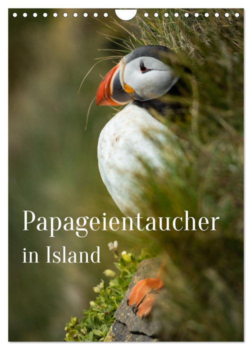 Papageientaucher in Island (CALVENDO Wandkalender 2026)