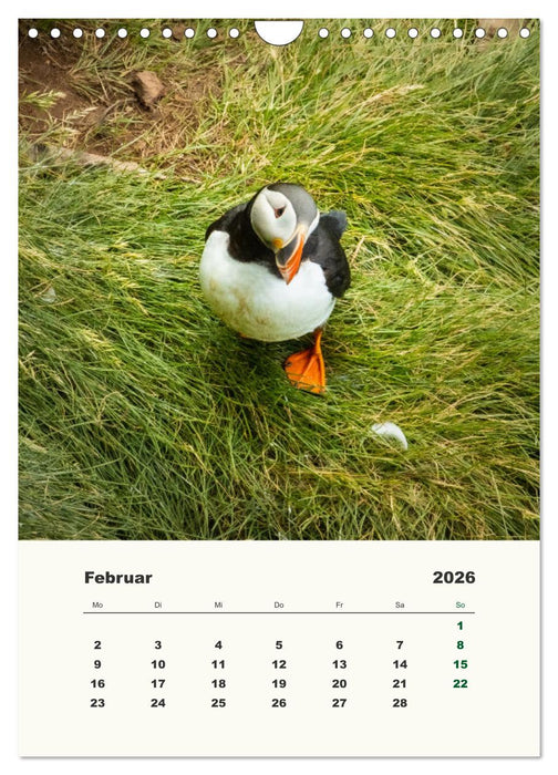 Papageientaucher in Island (CALVENDO Wandkalender 2026)