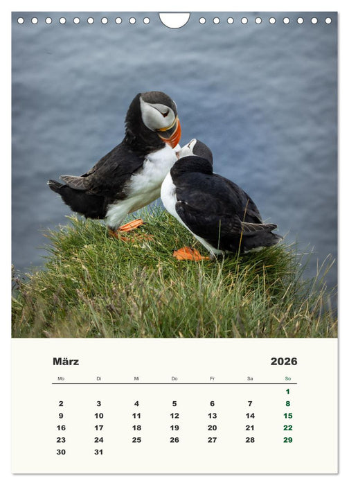 Papageientaucher in Island (CALVENDO Wandkalender 2026)