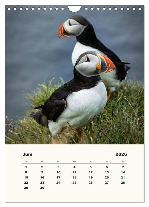 Papageientaucher in Island (CALVENDO Wandkalender 2026)