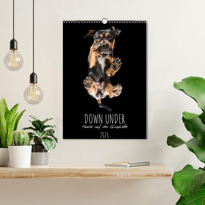 Down Under - Hunde auf der Glasplatte (CALVENDO Wandkalender 2026)